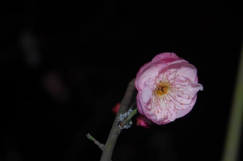 С dsc_0075.jpg