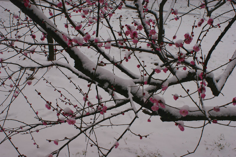 dsc00465.jpg