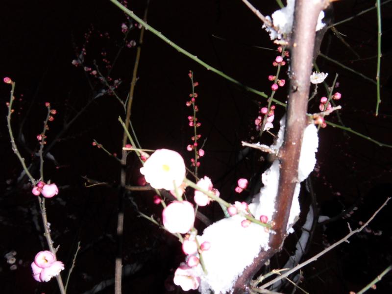 sdc10731.jpg