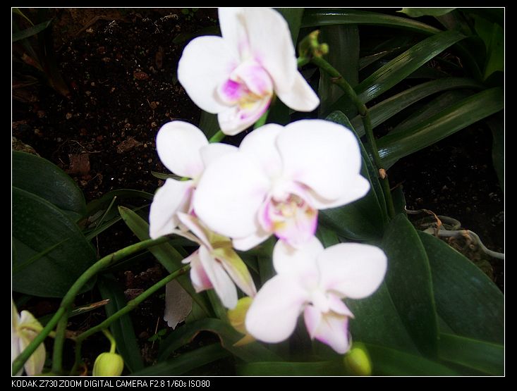 2011-1-23�人ֲ��԰ 023.jpg
