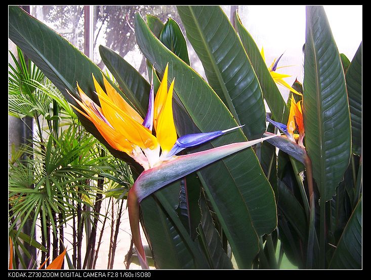 2011-1-23�人ֲ��԰ 035.jpg
