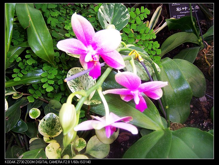 2011-1-23�人ֲ��԰ 028.jpg