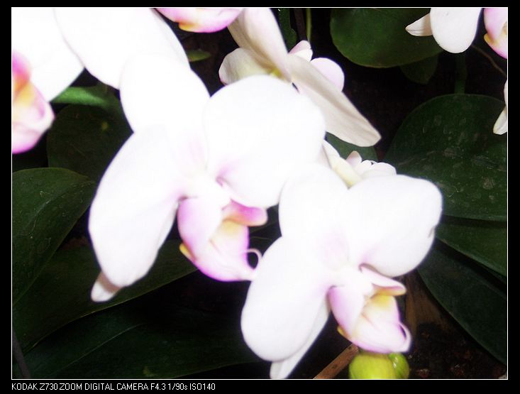 2011-1-23�人ֲ��԰ 031.jpg