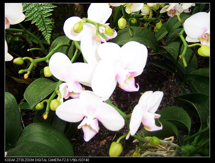 2011-1-23�人ֲ��԰ 038.jpg