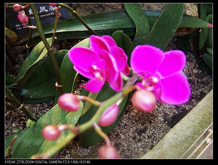 2011-1-23�人ֲ��԰ 037.jpg