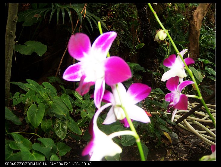 2011-1-23�人ֲ��԰ 048.jpg