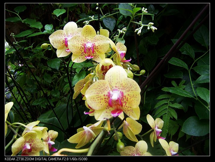 2011-1-23�人ֲ��԰ 046.jpg