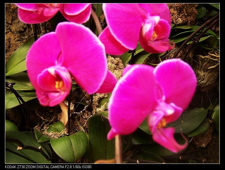 2011-1-23�人ֲ��԰ 045.jpg