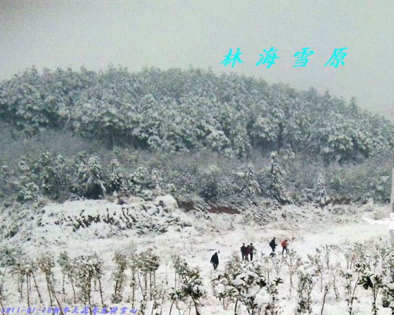 20111228184086879-�ֺ�ѩԭ2011-01-20.jpg