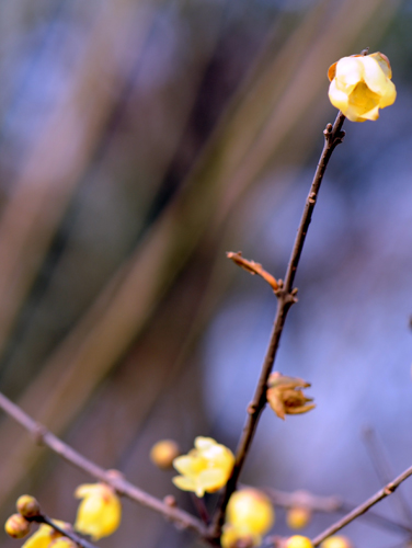 dsc_4647a.jpg