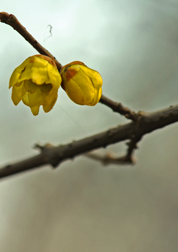 dsc_4672a.jpg
