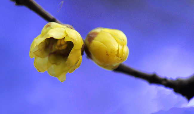 dsc_4674a.jpg