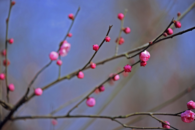 dsc_4684a.jpg