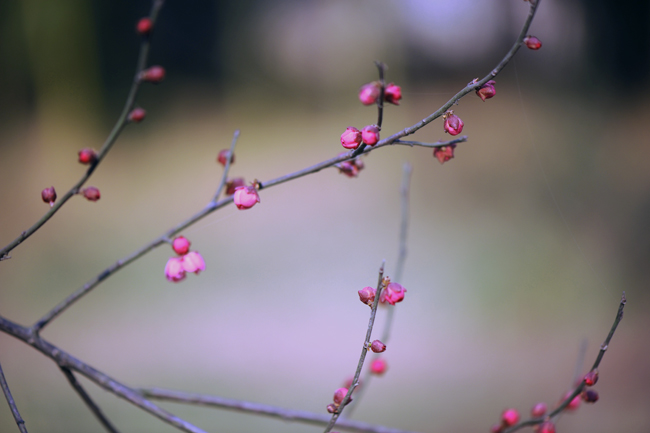 dsc_4686a.jpg