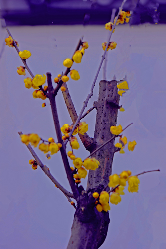 dsc_4644a.jpg