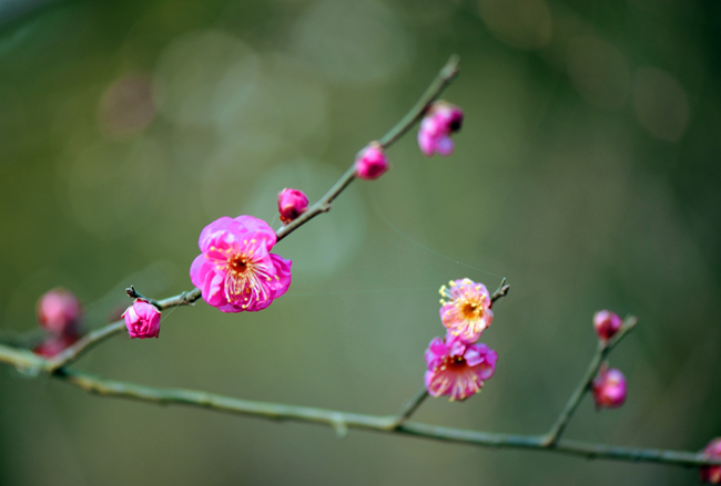 dsc_4688a.jpg