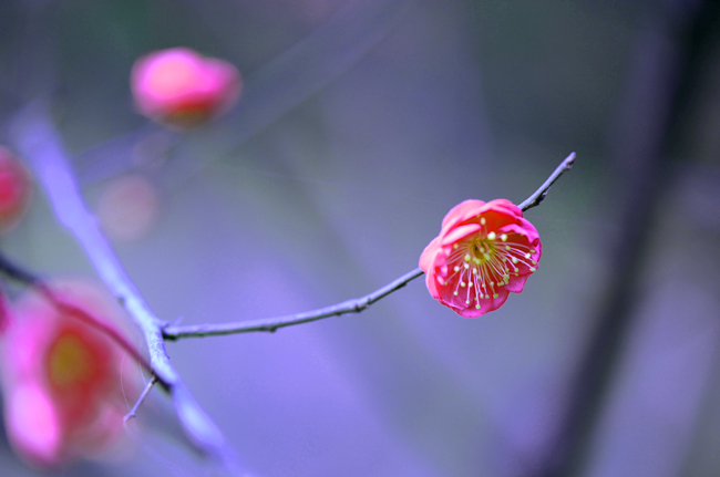 dsc_4690a.jpg