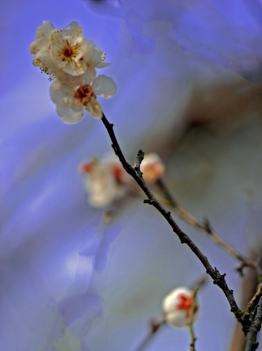 dsc_4718a.jpg