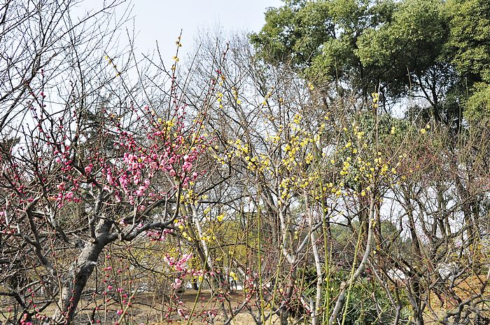 neo_img__dsc0249.jpg