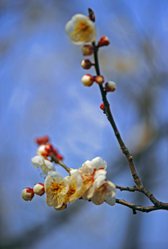 dsc_4723a.jpg