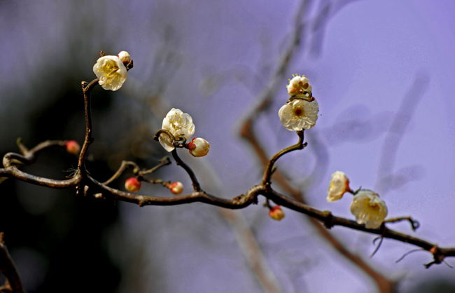 dsc_4749a.jpg