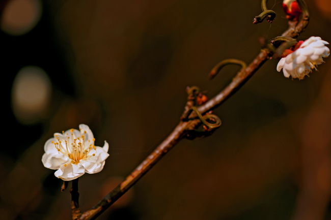 dsc_4755a.jpg