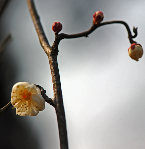 dsc_4760a.jpg