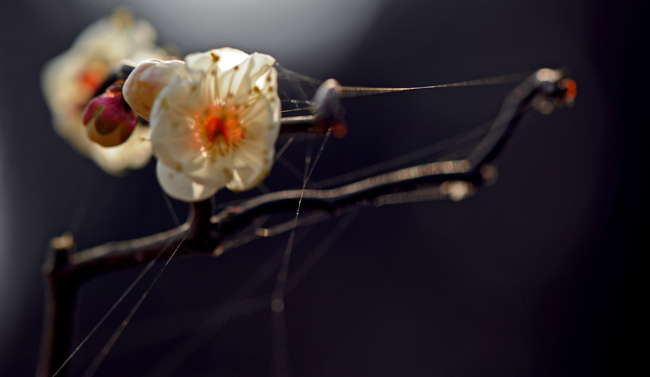 dsc_4766a.jpg