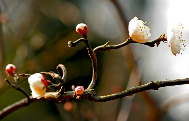 dsc_4765a.jpg