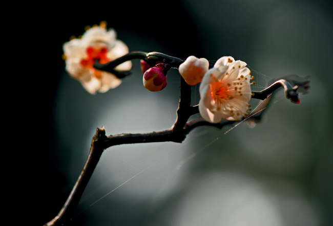 dsc_4767a.jpg