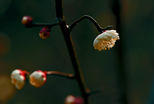 dsc_4768a.jpg