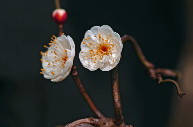 dsc_4771a.jpg