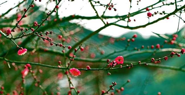 dsc_4773a.jpg