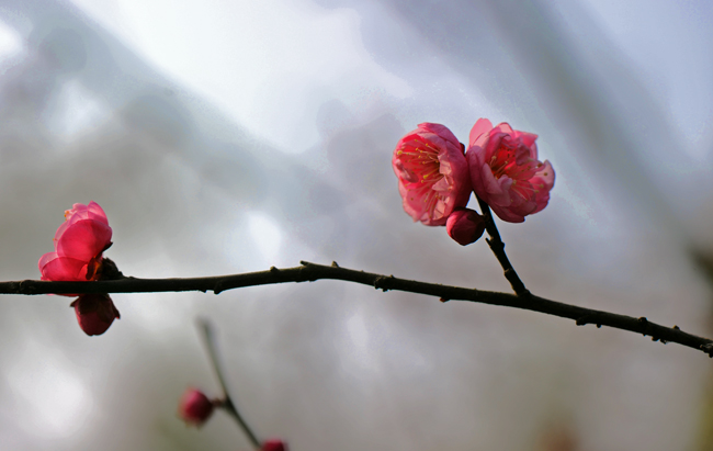 dsc_4778a.jpg