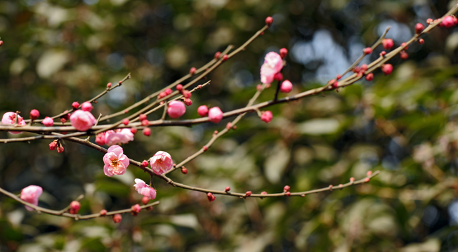 dsc_4777a.jpg