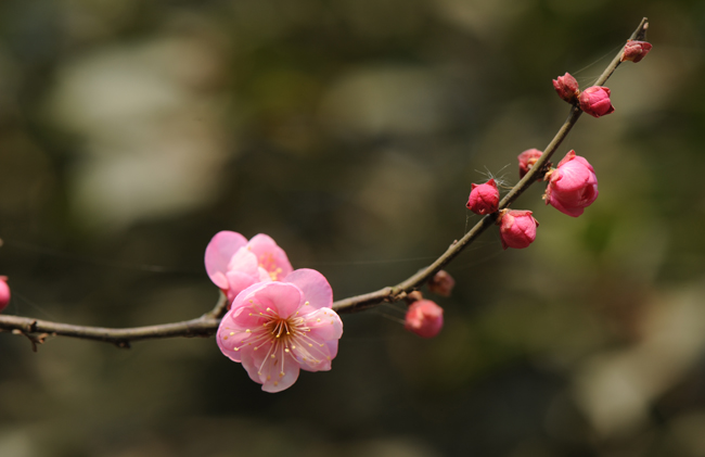 dsc_4779a.jpg