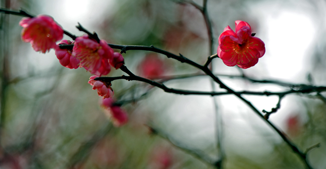 dsc_4782a.jpg