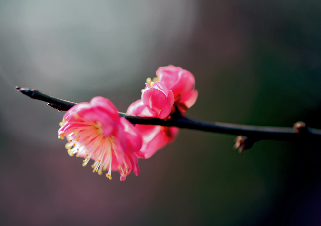 dsc_4783a.jpg