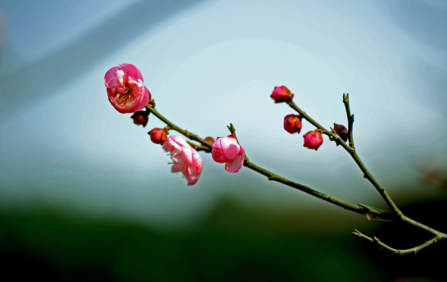 dsc_4784a.jpg