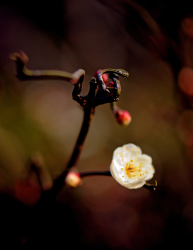 dsc_4789a.jpg