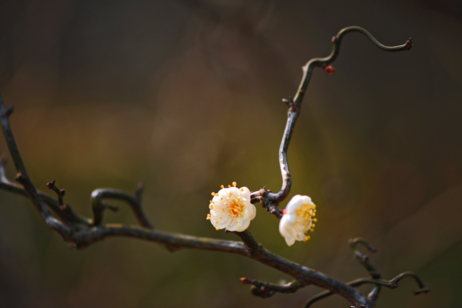dsc_4790a.jpg