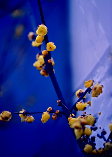 dsc_4793a.jpg
