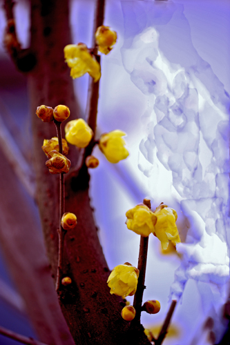 dsc_4794a.jpg