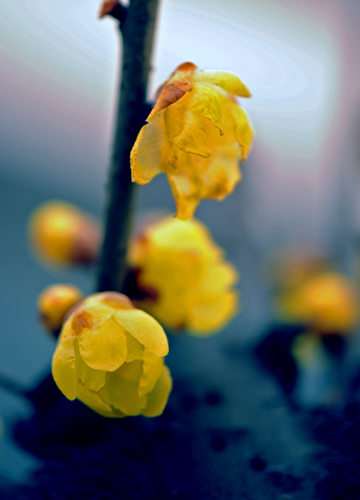 dsc_4796a.jpg