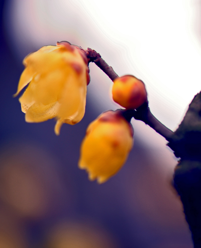 dsc_4795a.jpg