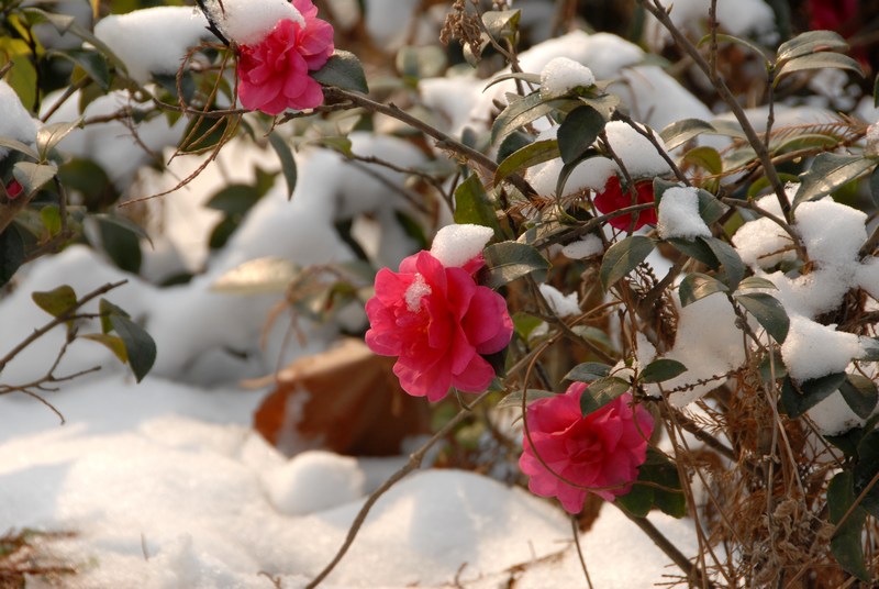 dsc_0005.jpg