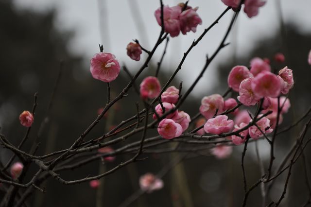 dsc_0540s.jpg