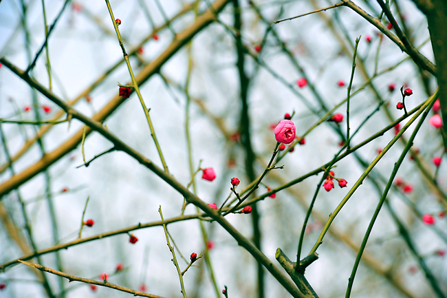 _dsc4255a.jpg