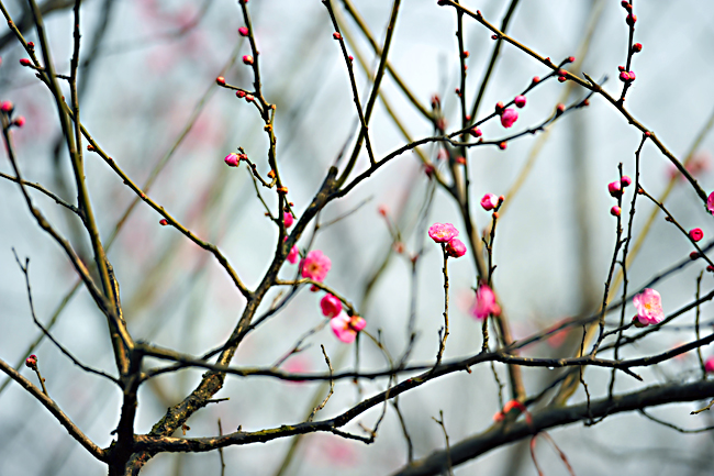_dsc4236a.jpg