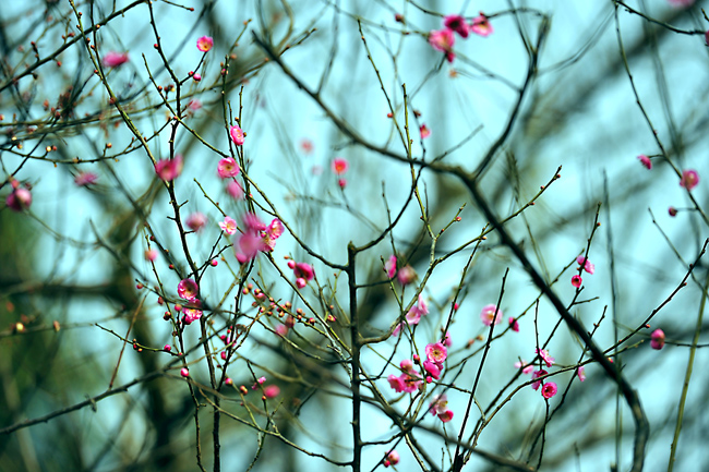 _dsc4238a.jpg
